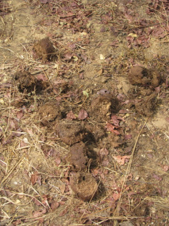 03 Les Crottes D Elephants